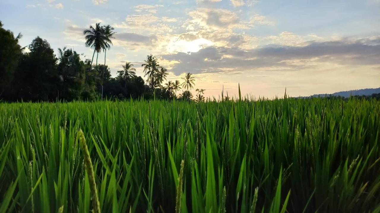 Bali De Pardis Cottage موندوغْ المظهر الخارجي الصورة